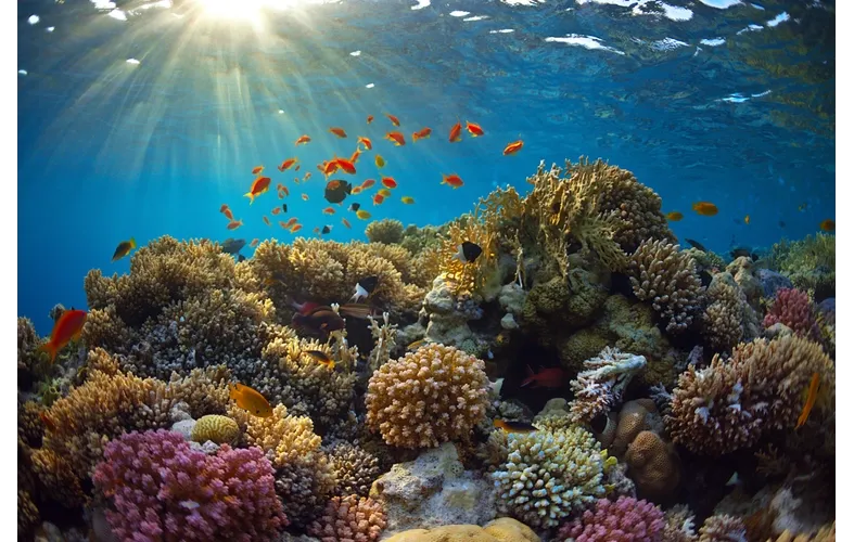 Snorkeling Adventures